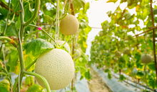 如何吃梨瓜,轻松解锁夏日清新口感