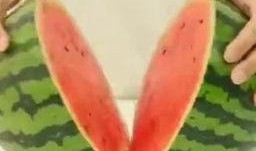 吃西瓜不吐籽长出瓜,不吐籽也能长出美味新瓜