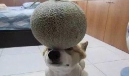狗狗 吃哈密瓜,哈密瓜的甜蜜诱惑