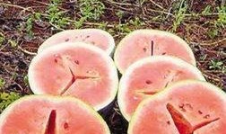 什么叫吃瓜吃出空心瓜呢,揭秘“吃瓜吃出空心瓜”背后的真相与原因