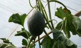 带你吃瓜奇葩树木,带你探索大自然的“吃瓜”奇观