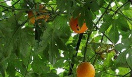 吊瓜黄了可以吃吗,能否食用揭秘