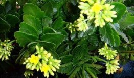 吃瓜迎春,揭秘新春佳节里的美食盛宴