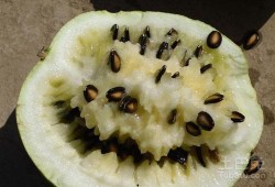 籽瓜渚着吃,探寻美食之源，品味独特风味