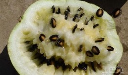 籽瓜渚着吃,探寻美食之源，品味独特风味