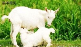 小羊崽吃瓜切片