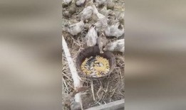 吃瓜群鸭视频,欢乐无限，一幕幕温馨瞬间