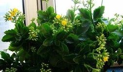 吃瓜迎春,揭秘新春佳节里的美食盛宴