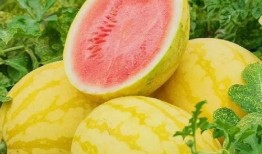 东兴铃铛吃瓜视频,揭秘娱乐圈幕后故事