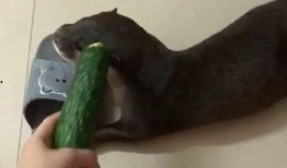 吃前任的瓜很香,揭秘娱乐圈甜蜜往事