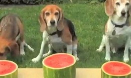 狗吃瓜现场,一场欢乐的吃瓜盛宴