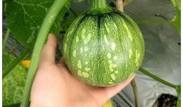 江苏旅游职业吃瓜,吃瓜之余，品味地方特色美食之旅