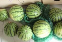 平湖乍浦吃瓜,夏日吃瓜盛宴，尽享清凉时光