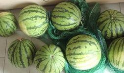 平湖乍浦吃瓜,夏日吃瓜盛宴，尽享清凉时光