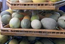 新疆 吃瓜,探寻新疆特色美食之旅