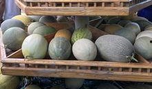 新疆 吃瓜,探寻新疆特色美食之旅