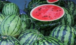 吃瓜先种什么瓜,瓜农的甜蜜旅程