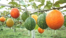 吊瓜泡多久可以吃,吊瓜泡多久即可安全食用揭秘