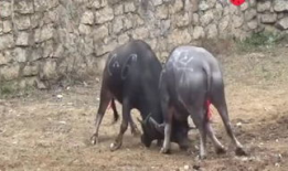 吃瓜斗牛视频大全,视频大全带你领略激情与幽默