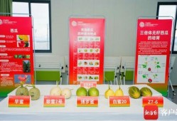 吃瓜展览,一场别开生面的吃瓜文化盛宴