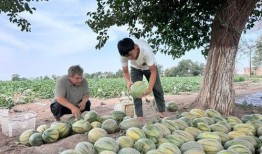 古县吃瓜,探寻千年瓜果文化的魅力
