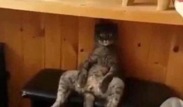 黑猫吃女孩的瓜,揭开女孩失踪之谜的惊悚真相