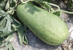 齐瓜可以吃吗,美味可口的天然美食，你敢尝试吗？