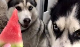 哈师范吃瓜,吃瓜群众揭秘校园热点事件