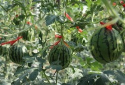 济南夜晚吃瓜视频,一场别开生面的吃瓜盛宴