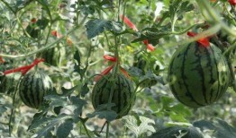 济南夜晚吃瓜视频,一场别开生面的吃瓜盛宴