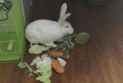 瓜兔子可以吃吗