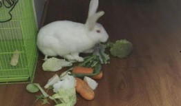 瓜兔子可以吃吗