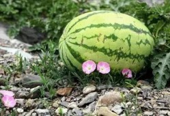 宁夏同心吃瓜视频,一场吃瓜盛宴，见证乡村新风尚