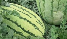 红番绿瓜怎么吃