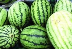 吃瓜先种什么瓜,瓜农的甜蜜旅程