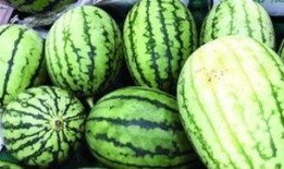 吃瓜先种什么瓜,瓜农的甜蜜旅程