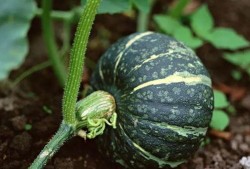 吃方瓜有什么营养,吃出健康好生活