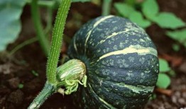 吃方瓜有什么营养,吃出健康好生活