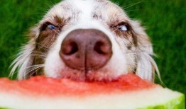 孩子吃瓜狗子吃虫视频,孩子与狗子共享自然美味