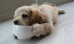 狗子凑热闹吃瓜,揭秘宠物界的“八卦风云”