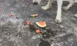 狗吃瓜现场,一场欢乐的吃瓜盛宴