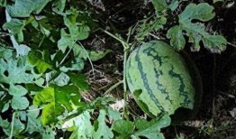 吃瓜爷爷瓜是怎么碎的,揭秘吃瓜爷爷的瓜是如何破碎的