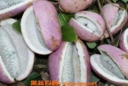 爬山吃八月瓜,徒步探险中的八月瓜美味之旅