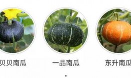 鹅吃兰瓜吗,一场意外的餐桌邂逅