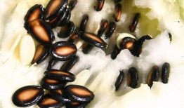 胃癌可以吃籽瓜吗,营养与健康的双重守护