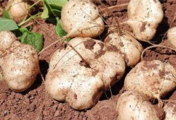 土瓜不甜怎么吃,土瓜不甜的多样食用攻略