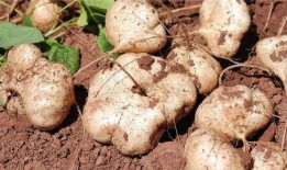 土瓜不甜怎么吃,土瓜不甜的多样食用攻略