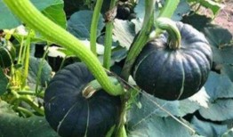 贝贝瓜多种吃,探索无尽美味新境界