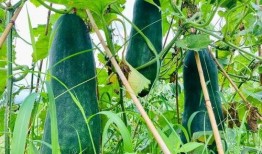 火爆吃瓜11,揭秘娱乐圈最新热点事件