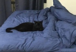 黑猫吃女孩的瓜,揭开女孩失踪之谜的惊悚真相